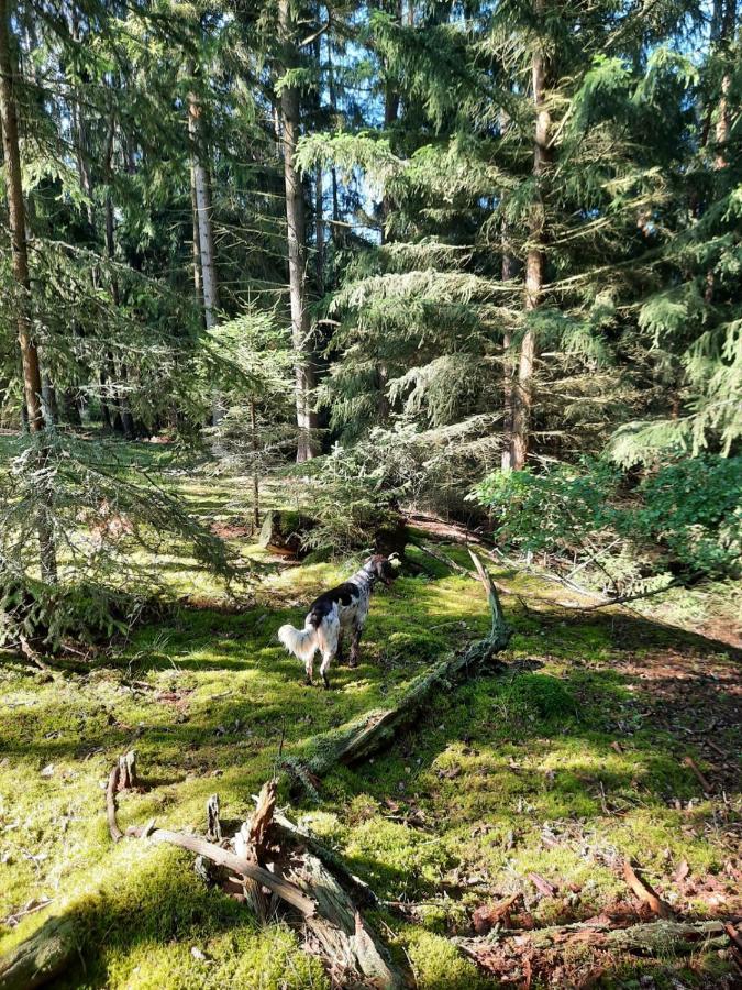Forest Paradise Stružná Екстериор снимка